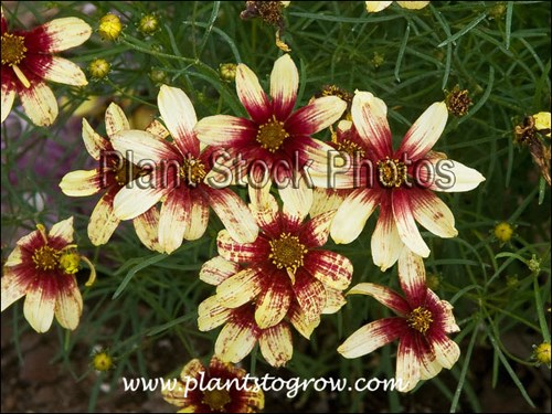 The red color splash is different from flower to flower. (July 9)